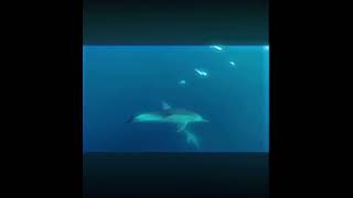 Ig aedevii edit symphony dolphins fypシ゚viral ocean [upl. by Oiluarb]