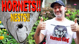 Removing 2 MASSIVE Hornet nests Wasp Nest Removals JustJoshingHere [upl. by Afira951]