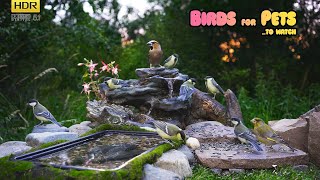 AWESOME Birds  4K HDR  TV for PETs [upl. by Jeannine]