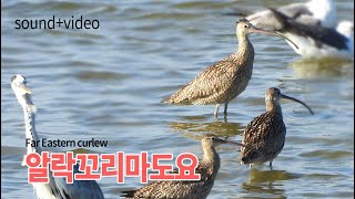 알락꼬리마도요게 먹는법 소리 Far Eastern curlew [upl. by Norvall]