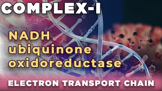 NADH ubiquinone oxidoreductase  NADH q reductase  Complex I of Electron transport chain [upl. by Noek510]