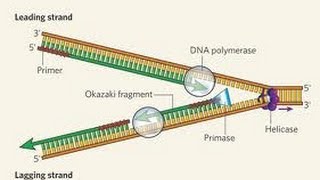 DNA Repair evolved [upl. by Atilol]