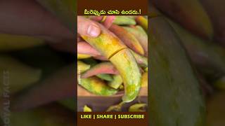 Chilli Mangoshorts factsintelugu youtubeshorts fruit [upl. by Epps]