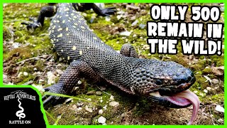 SEARCHING FOR THE MOST ENDANGERED VENOMOUS LIZARD IN THE WORLD Guatemalan Beaded Lizard [upl. by Acitel]