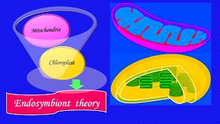 Endosymbiont theory [upl. by Short933]