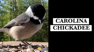 Carolina Chickadees Calls [upl. by Alicia]