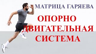 Опорно Двигательная Система🏃‍♀️ Матрица Гаряева💠 Musculoskeletal System 🏃‍♀️ Matrix Garyaev [upl. by Imoyik834]