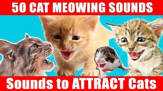 Play This to Attract Your Cat and Make Them Meow Back Sounds to Make Your CAT COME to CUDDLE YOU [upl. by Perce599]