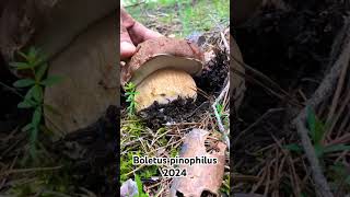 Boletus pinicola madrid 2024 Tocando el tambor 🥁🌲🍄setas mushroom funghi micologia boletus [upl. by Noseaj]