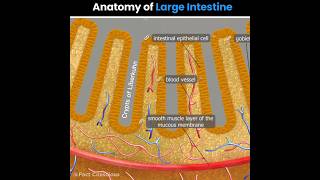 Large Intestine anatomy  biology shorts [upl. by Xirdnek]