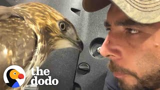 This Guy Keeps Rescuing Wild Animals  The Dodo [upl. by Fisa562]