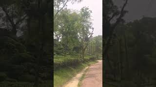 Road of Nur Jahan Tea Garden Sreemangal [upl. by Hose]