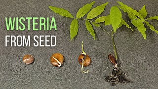 How to grow Wisteria from seed [upl. by Ruford]