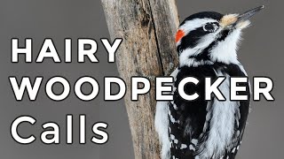 Hairy Woodpecker Calls Learn their THREE most common sounds 2024 [upl. by Drahcir]