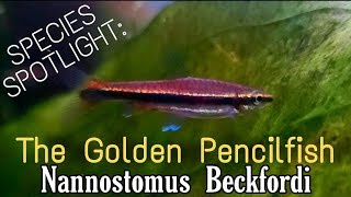 The Golden Pencilfish The Overlooked Nano Species with HUGE Potential Easy Affordable amp Stunning [upl. by Bernice]