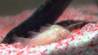 Albino Panzerwels  Corydoras aeneus albino [upl. by Busby994]