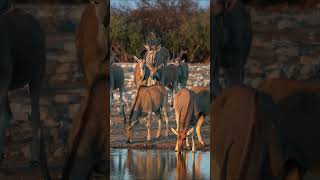 Eland at Etosha National Park Namibia [upl. by Atneuqal]