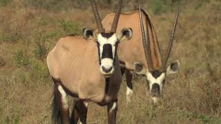 SOUTH AFRICA oryx or gemsbok [upl. by Ansilma]