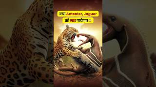 क्या Anteater Jaguar को मार पायेगाshorts animals wildlife [upl. by Vallery249]