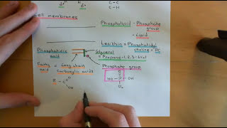 Cholesterol Metabolism Part 1 [upl. by Llenral]