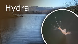 All About Hydra Description Anatomy and Feeding [upl. by Anagnos]