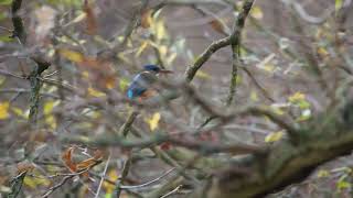 eisvogel bramfelder see [upl. by Hgiellek827]