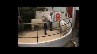 Linear scoring of Charolais cattle [upl. by Nysa]