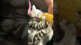 Help meam getting cringe kitteneatingcorncute [upl. by Retsim]