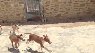 Podenco Friends  Abrils Pups Playing Hide amp Seek [upl. by Alegna]