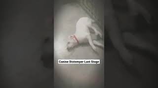 Canine Distemper Last Stage  shorts  Symptoms Case 6 [upl. by Ynohtona]