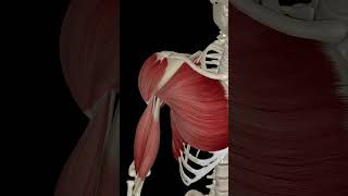 Shoulder Joint Flexion health humananatomy anatomy [upl. by Akenat]