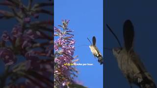 The Amazing Hummingbird HawkMoth Nature’s Flying Marvel [upl. by Yvel]