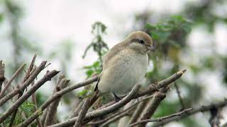 Daurian Shrike Dorset October 2024 [upl. by Akeirahs]