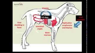 Parvoviral Enteritis in the Canine  Pathogenesis [upl. by Wolsky]