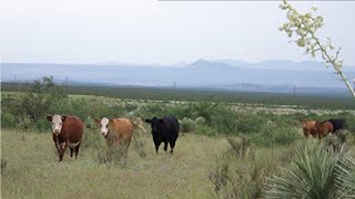 Mesquite Prosopis juliflora Livestock Grazing Its Toxicity and Management [upl. by Ellehcer]