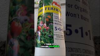 Unlock Thriving Anthuriums with Fish Fertilizer Secrets [upl. by Friday]