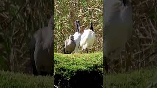 Hadeda ibis and Sacred Ibis Skoorsteenvleër with bird sounds shorts [upl. by Arissa]