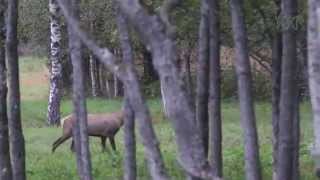 Hiiumaa punahirved jooksuajal Cervus elaphus [upl. by Lazar]