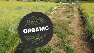 Helichrysum Italicum farm and distillery  Novi Dan  Organic Immortelle [upl. by Nellad]