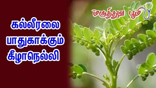 கல்லீரலை பாதுகாக்கும் கீழாநெல்லி Keelanelli Benefits in Tamil  ரவிச்சந்திரன் சித்த மருத்துவர் [upl. by Eyma778]