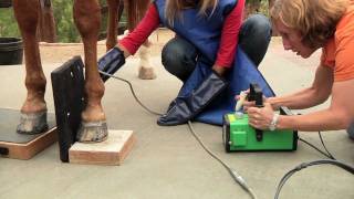 Thin Soled Horse with Laminitis Recovers with the Nolan Hoof Plate™ [upl. by Ainegul]