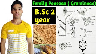 Family Poaceae Gramineae Floral characters daigram formula and Economic importance BSc 2 year [upl. by Wenn]