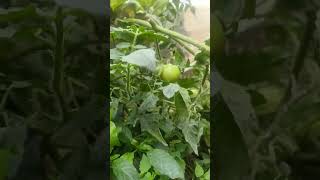 tamota chettuki yenni kaayalu kasayo chudandi🍅🍅🍅like share subscribe [upl. by Nnazil]