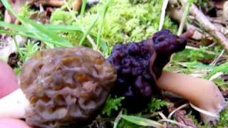 Morel vs False Morel  Some Identifying tips [upl. by Akir327]