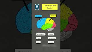 🔥 Lobes of the Brain amp Their Functions Explained in 60 SECONDS Nursing NCLEX Anatomy [upl. by Nocaed]