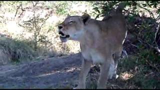 BATTLE Lions vs Leopard Impala in the Tree Roaring [upl. by Whitcomb858]