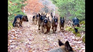 10 german shepherds playing together [upl. by Mahon]