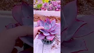 Replant succulents in new pot shorts garden [upl. by Ttegirb489]