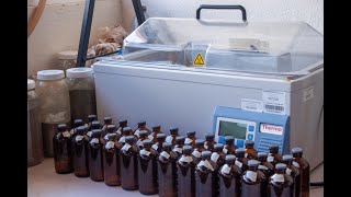 Fermentación y digestibilidad ruminal in vitro de ensilados de Sorghum bicolor y Cajanus cajan [upl. by Aloap]