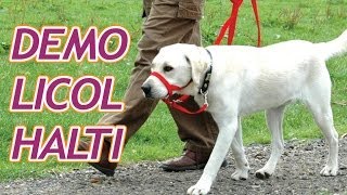 Démonstration du licol HALTI pour empécher votre chien de tirer sur sa laisse [upl. by Killian]